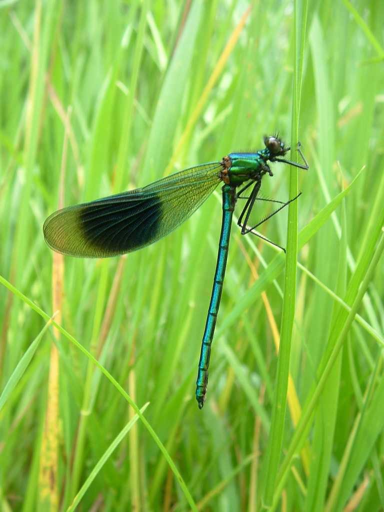 Banded Demoiselle